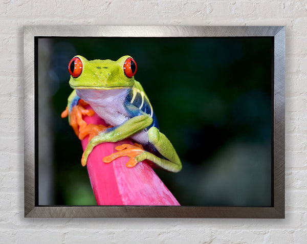 Here's Looking At You Frog Framed Print