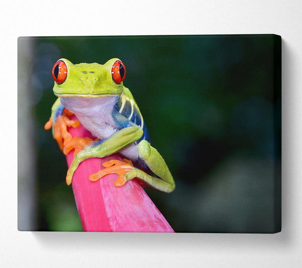  A Canvas Print of Here's Looking At You Frog Canvas Art