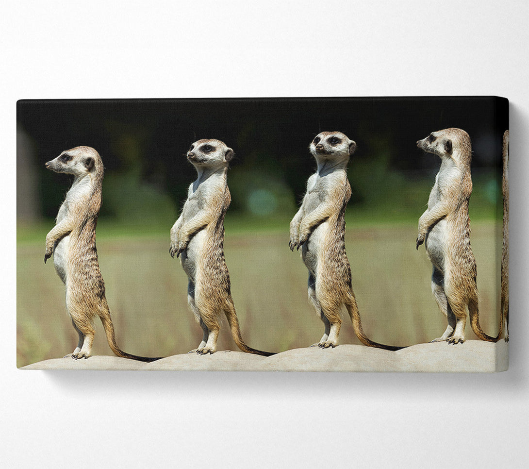  A Canvas Print of Meerkat Team Canvas Print