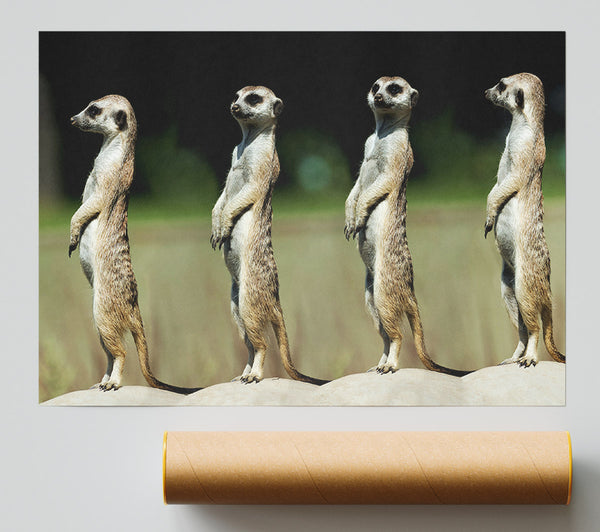 Meerkat Team Poster