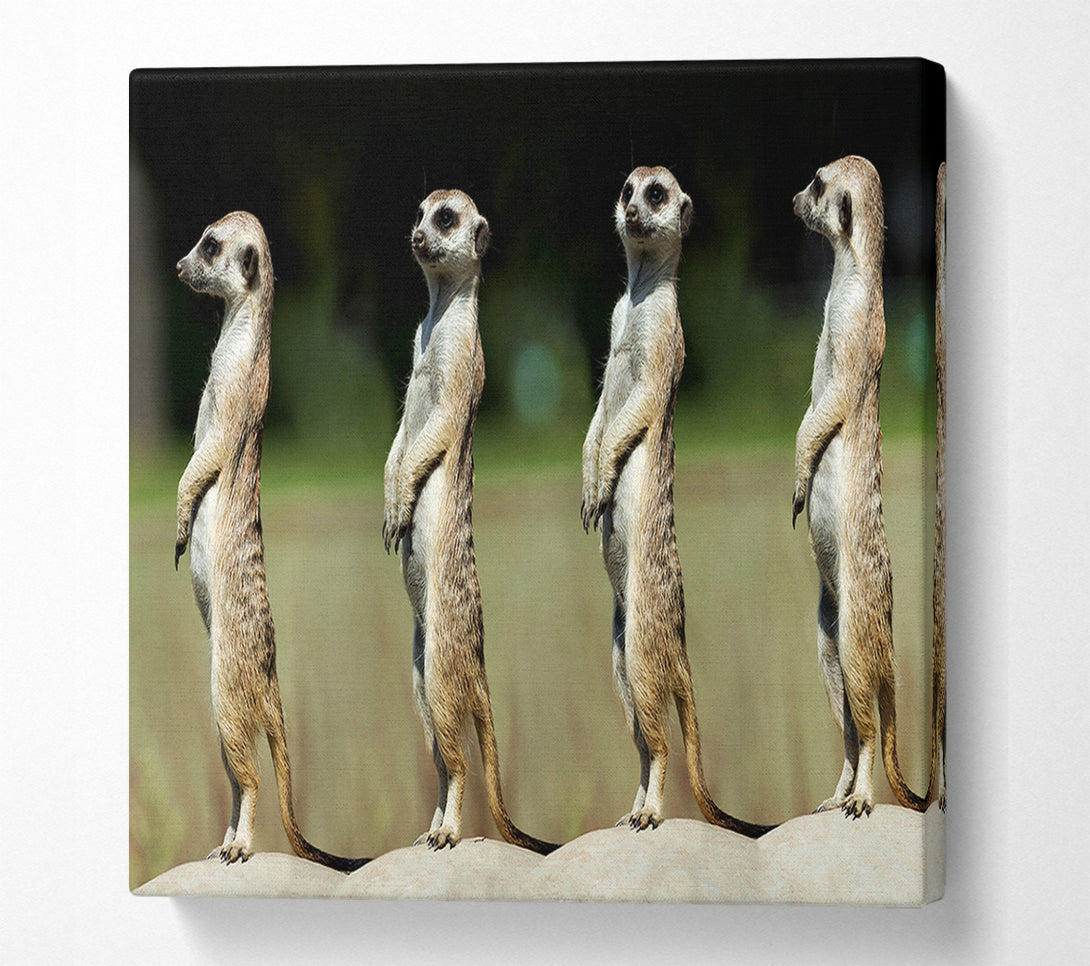  A Canvas Print of Meerkat Team Canvas Print