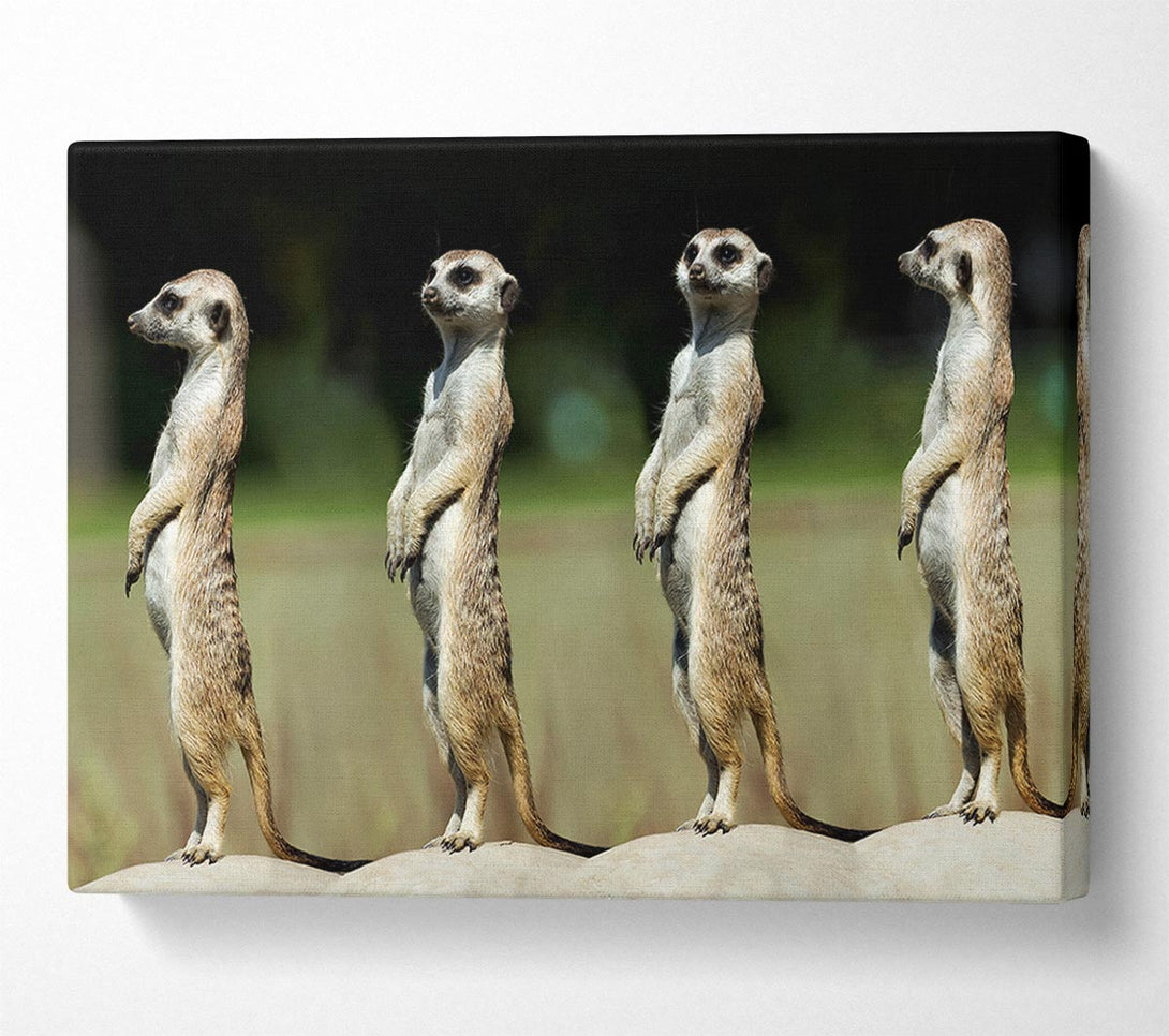  A Canvas Print of Meerkat Team Canvas Print