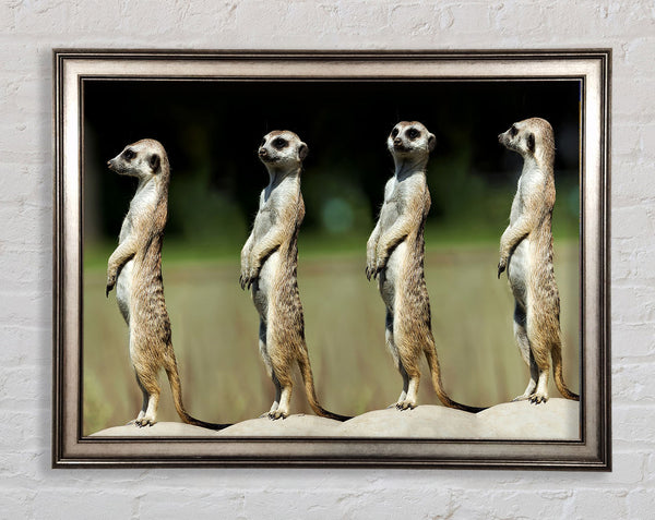 Meerkat Team Framed Print