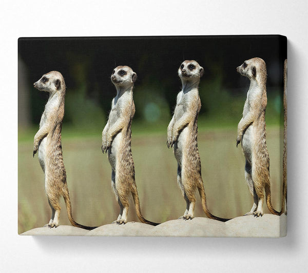  A Canvas Print of Meerkat Team Canvas Print