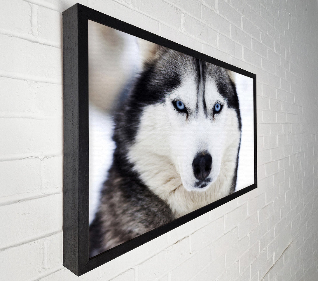  A Canvas Print of Husky Dog Snow Face Canvas Print