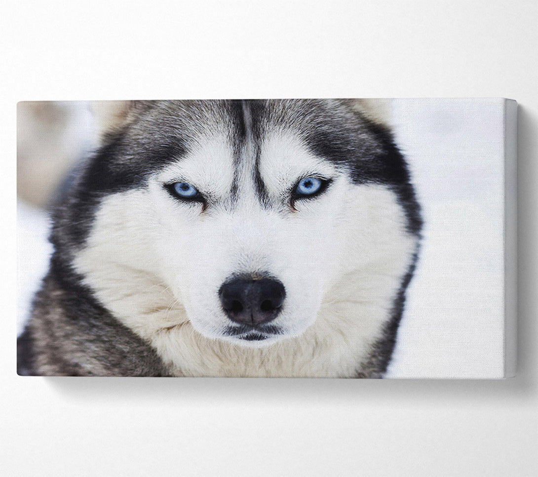  A Canvas Print of Husky Dog Snow Face Canvas Print
