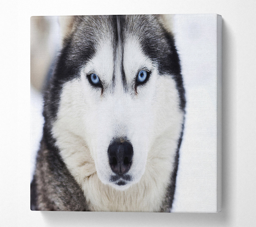  A Canvas Print of Husky Dog Snow Face Canvas Print