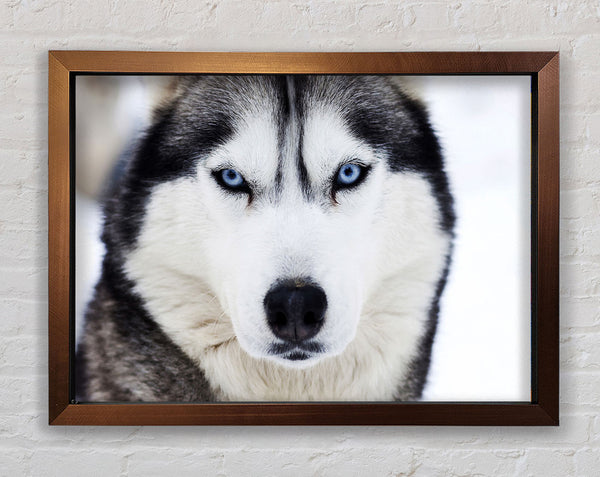 Husky Dog Snow Face Framed Print