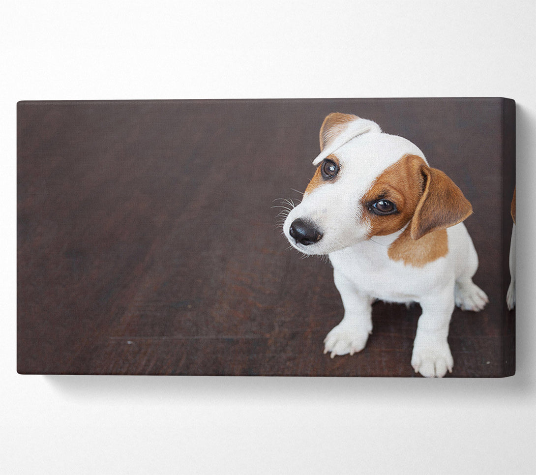  A Canvas Print of Inquisitive Dog Jack Russell Pup Canvas Art