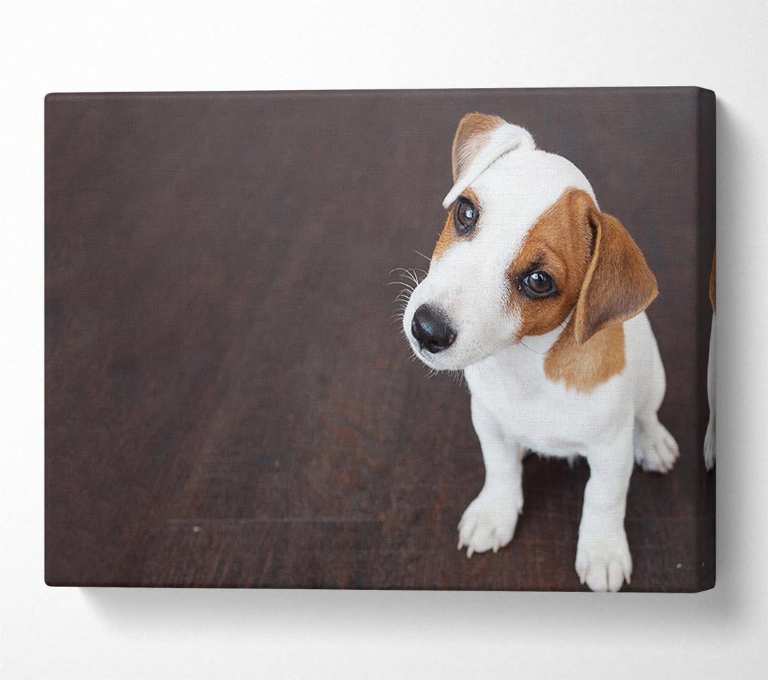  A Canvas Print of Inquisitive Dog Jack Russell Pup Canvas Art
