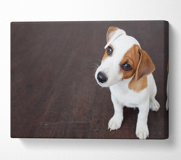  A Canvas Print of Inquisitive Dog Jack Russell Pup Canvas Art