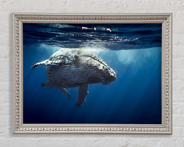Humpback Whale Waters Framed Print