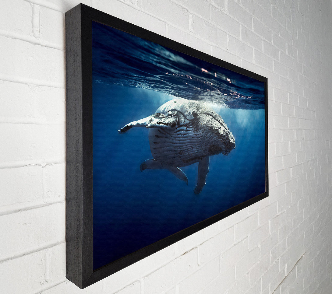  A Canvas Print of Humpback Whale Waters Canvas Wall Art