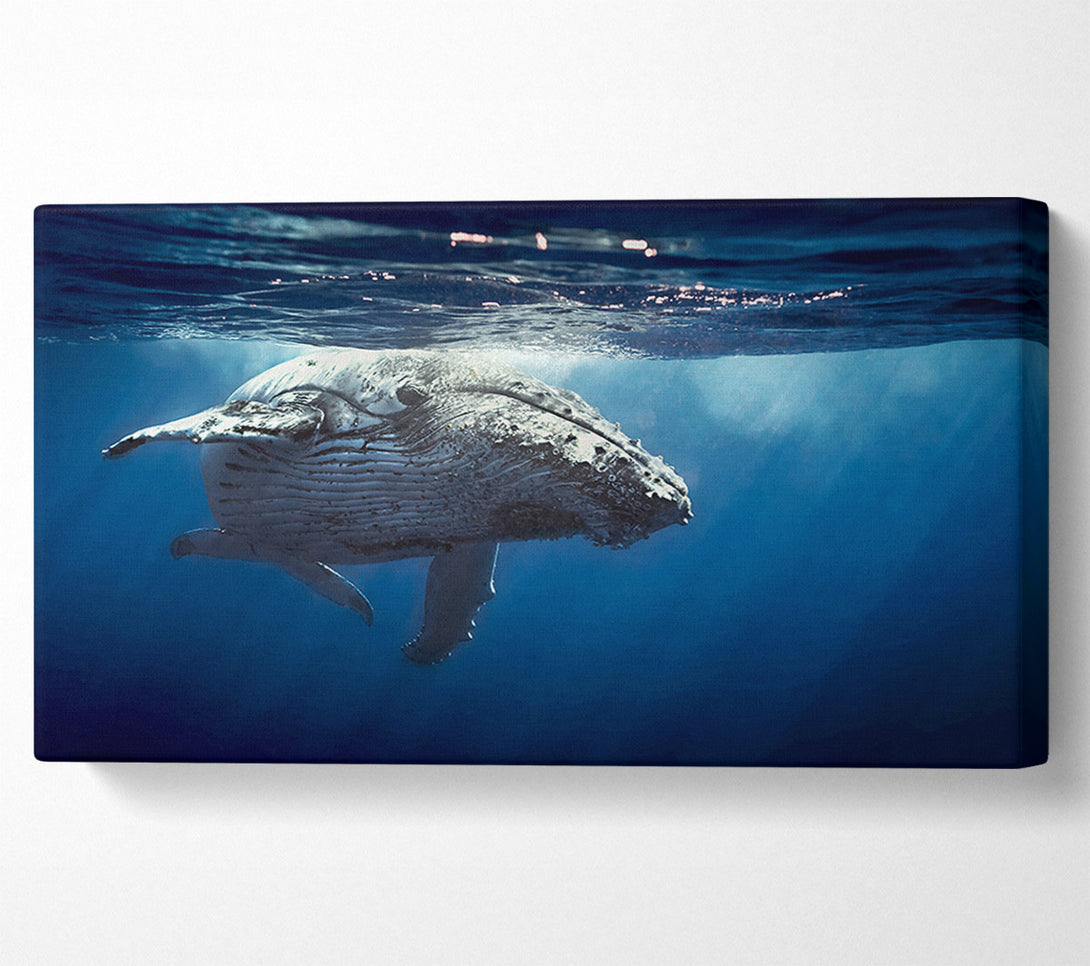  A Canvas Print of Humpback Whale Waters Canvas Wall Art