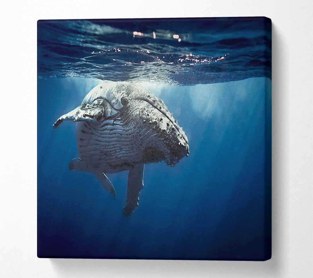  A Canvas Print of Humpback Whale Waters Canvas Wall Art