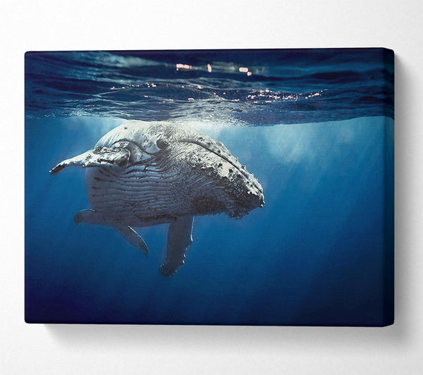  A Canvas Print of Humpback Whale Waters Canvas Wall Art