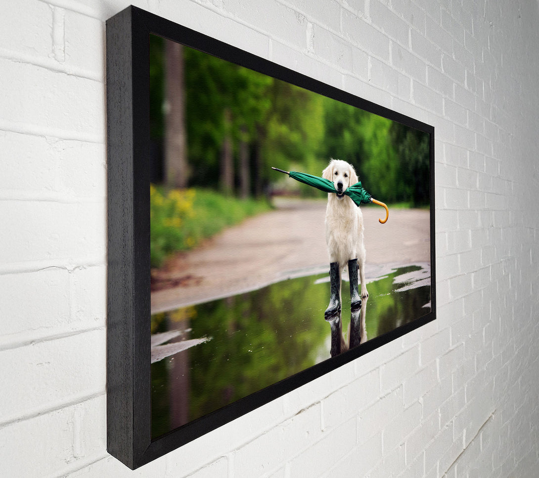  A Canvas Print of Dog Ready For A Walk In The Rain Canvas Print