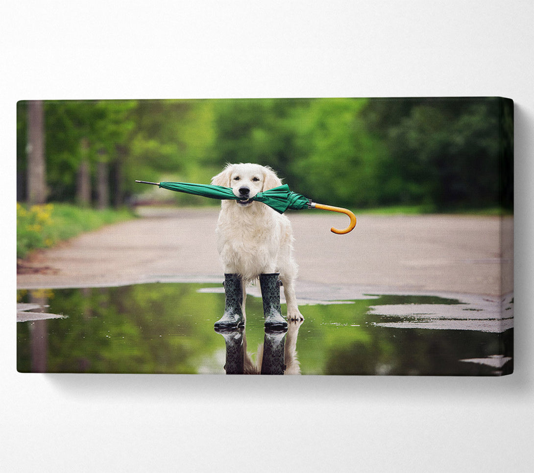  A Canvas Print of Dog Ready For A Walk In The Rain Canvas Print