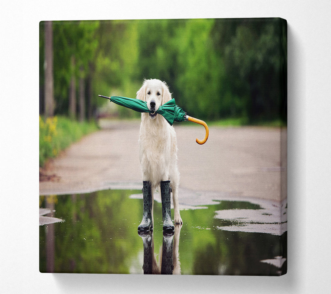  A Canvas Print of Dog Ready For A Walk In The Rain Canvas Print