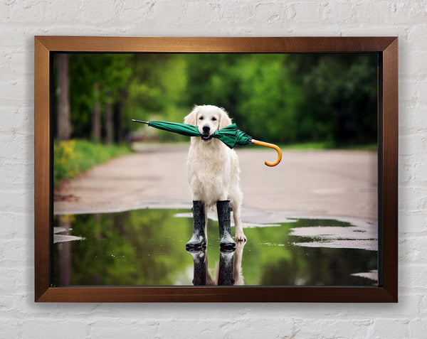 Dog Ready For A Walk In The Rain Framed Print