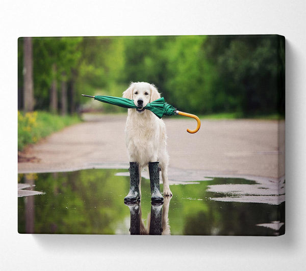  A Canvas Print of Dog Ready For A Walk In The Rain Canvas Print