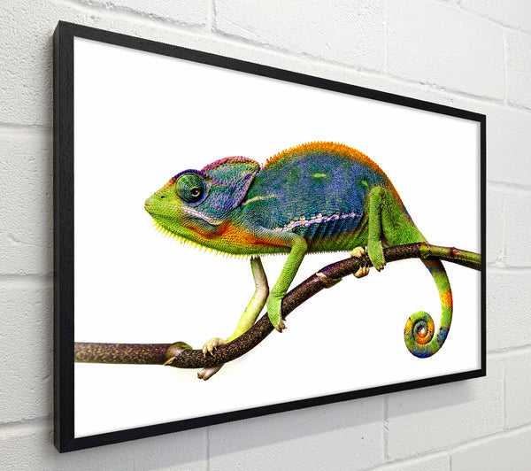 Chameleon Branch