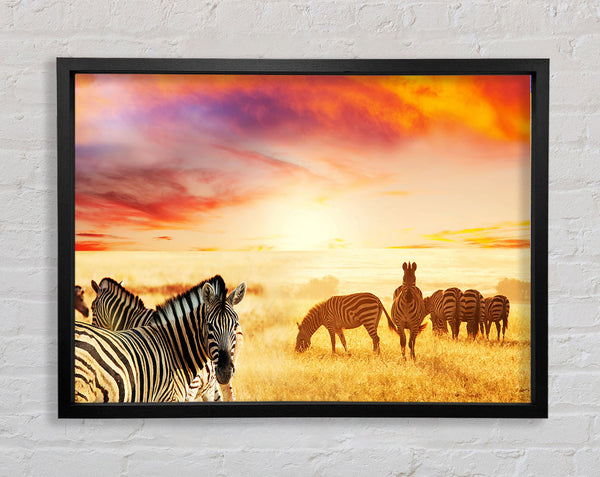 Zebra Sunset Safari Framed Print