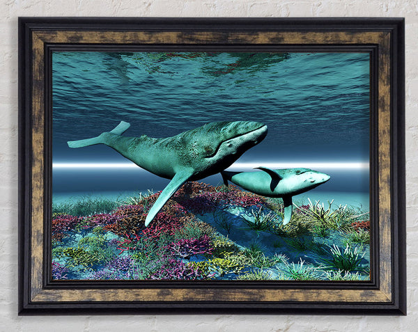Whale Family Framed Print