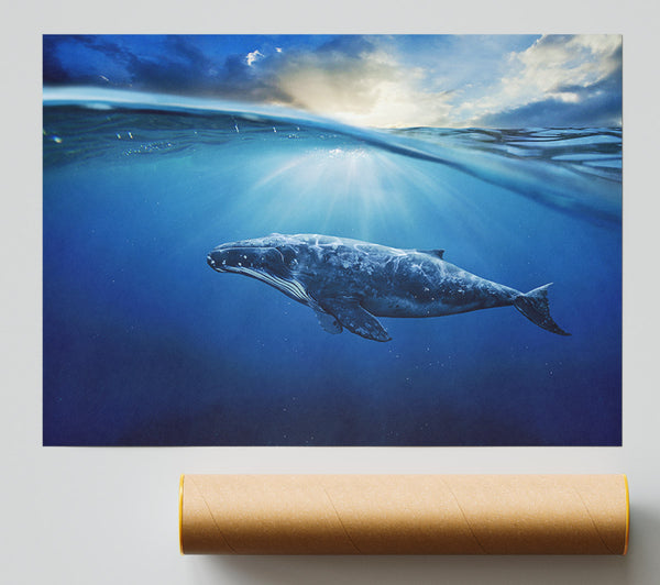 Ocean Whale Poster