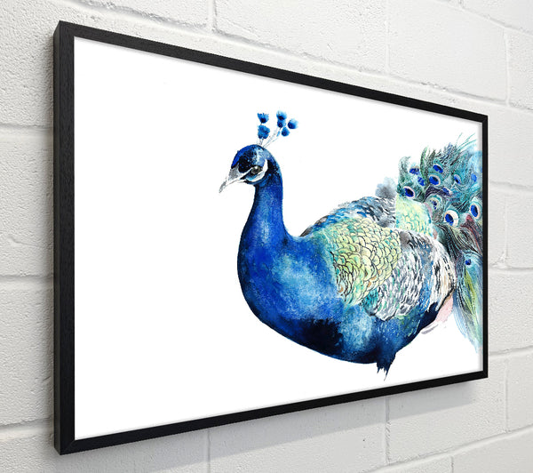 Peacock Blues