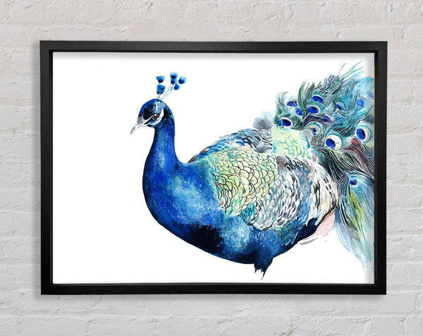 Peacock Blues Framed Print