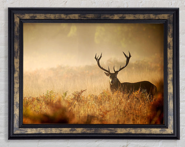 Stag Deer Sunlight Framed Print