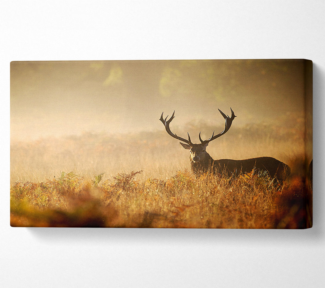  A Canvas Print of Stag Deer Sunlight Canvas Art