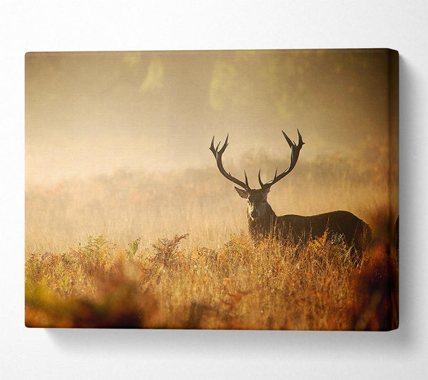  A Canvas Print of Stag Deer Sunlight Canvas Art