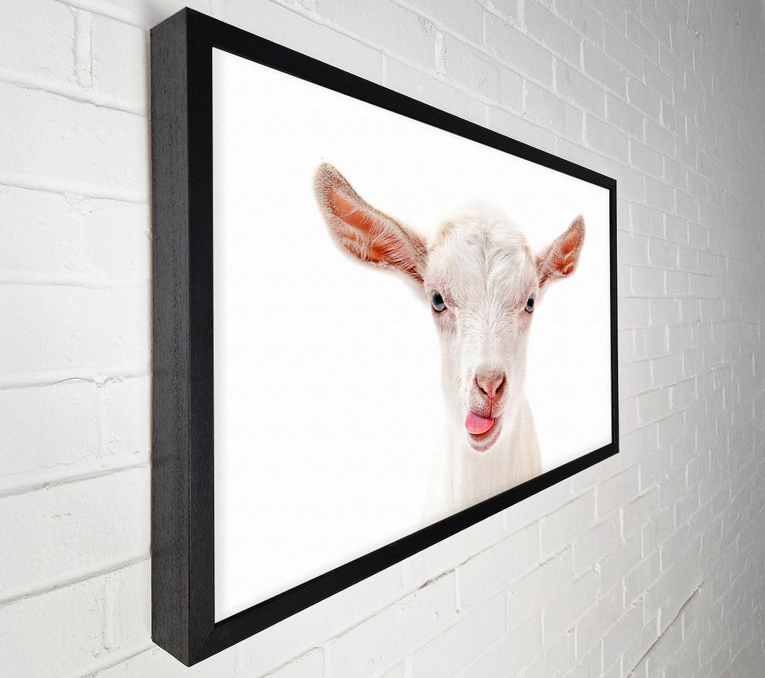  A Canvas Print of Goating Around Canvas Art