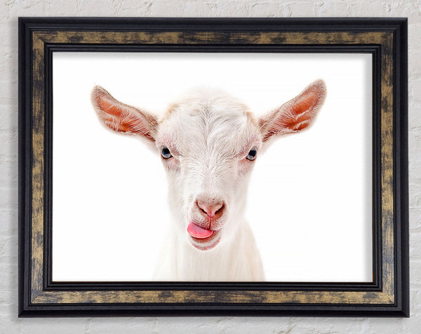 Goating Around Framed Print