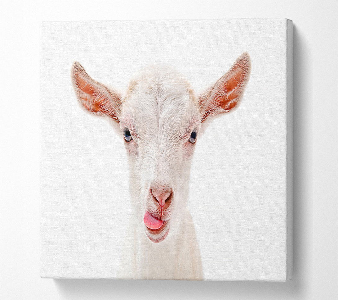  A Canvas Print of Goating Around Canvas Art