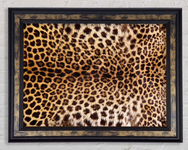 Cheetah Markings Framed Print
