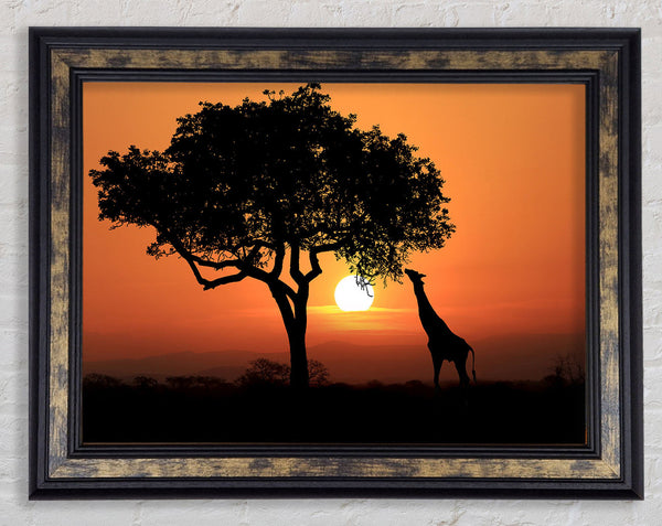 Giraffe Safari Sunset Framed Print