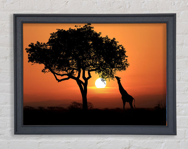 Giraffe Safari Sunset Framed Print
