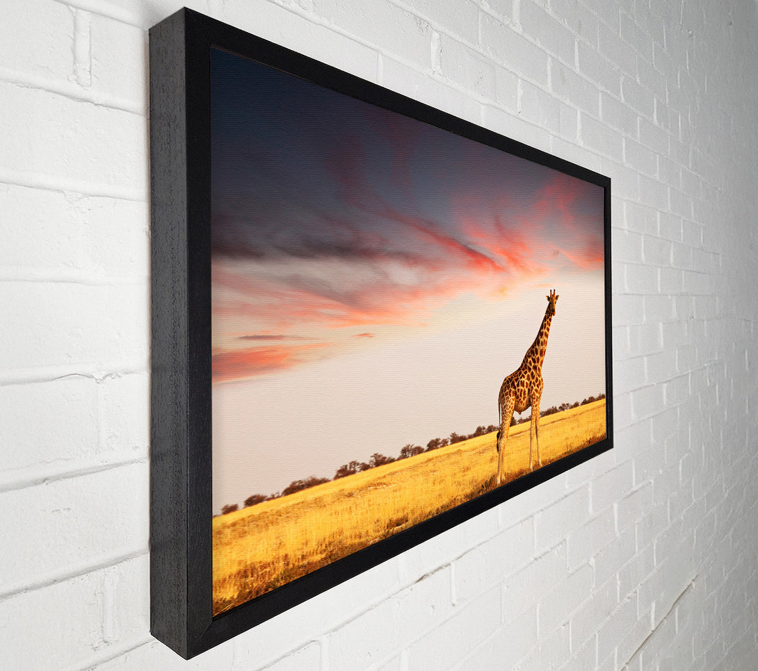  A Canvas Print of Giraffe Skies Canvas Print