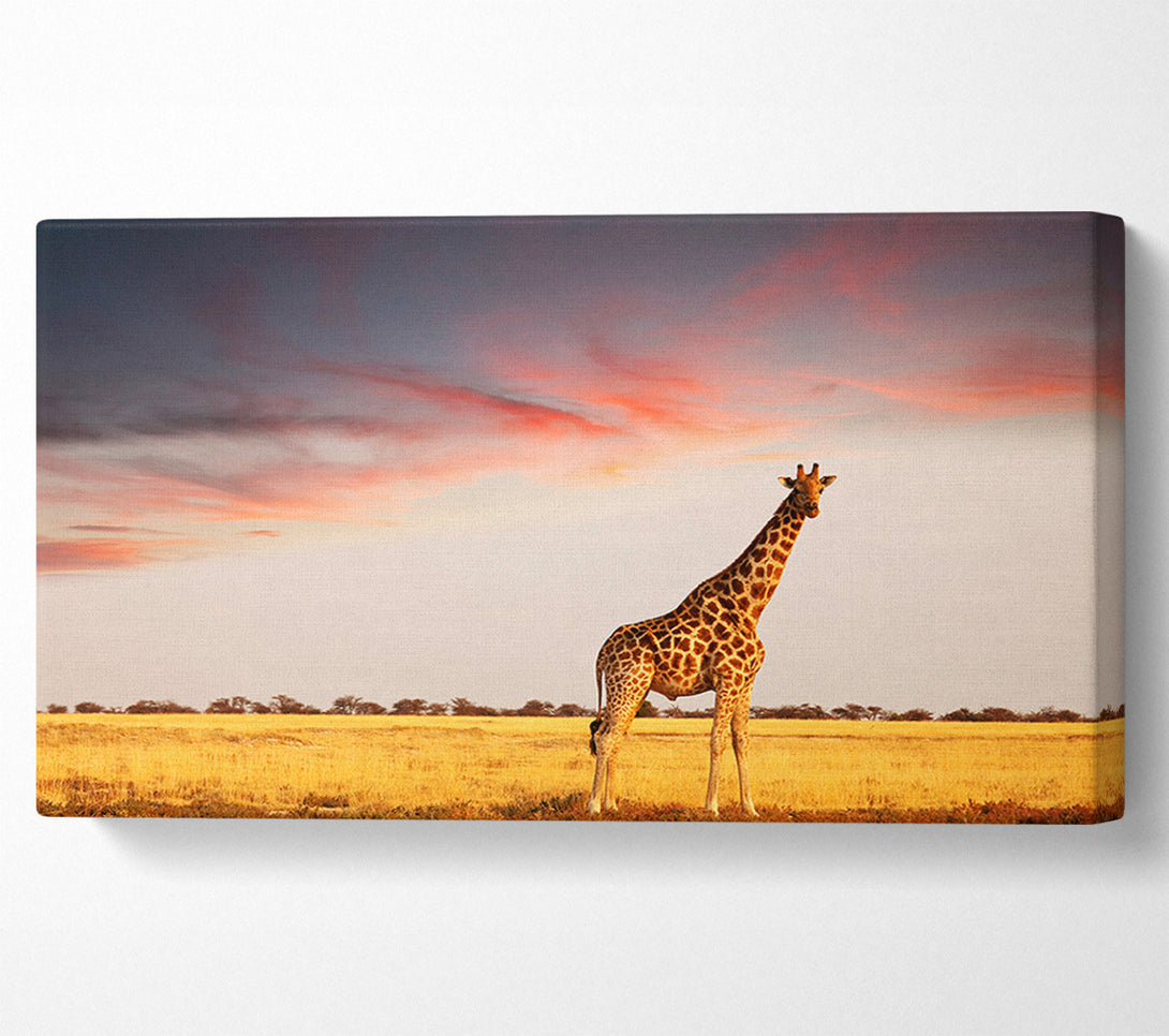  A Canvas Print of Giraffe Skies Canvas Print