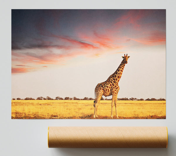 Giraffe Skies Poster