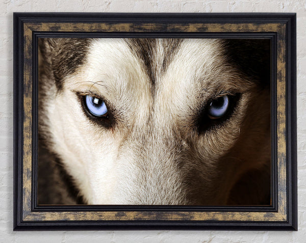 Stunning Husky Dog Eyes Framed Print