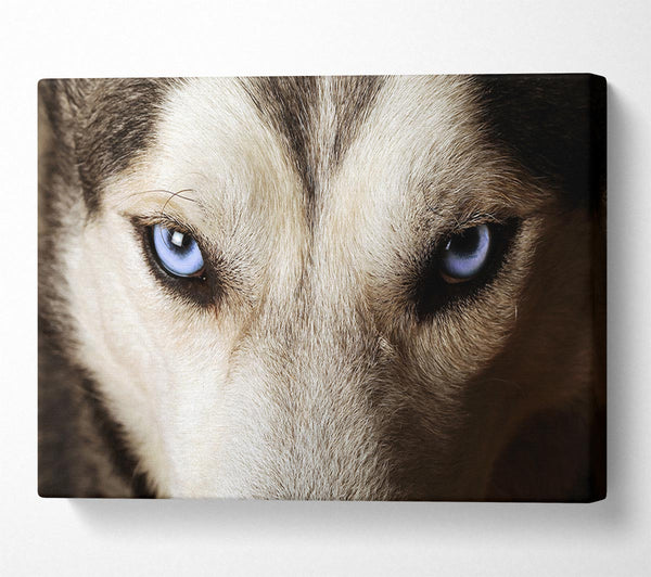  A Canvas Print of Stunning Husky Dog Eyes Canvas Print