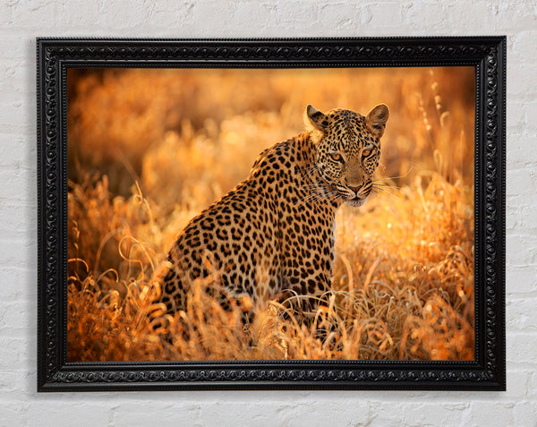 Leopard Sunset Framed Print