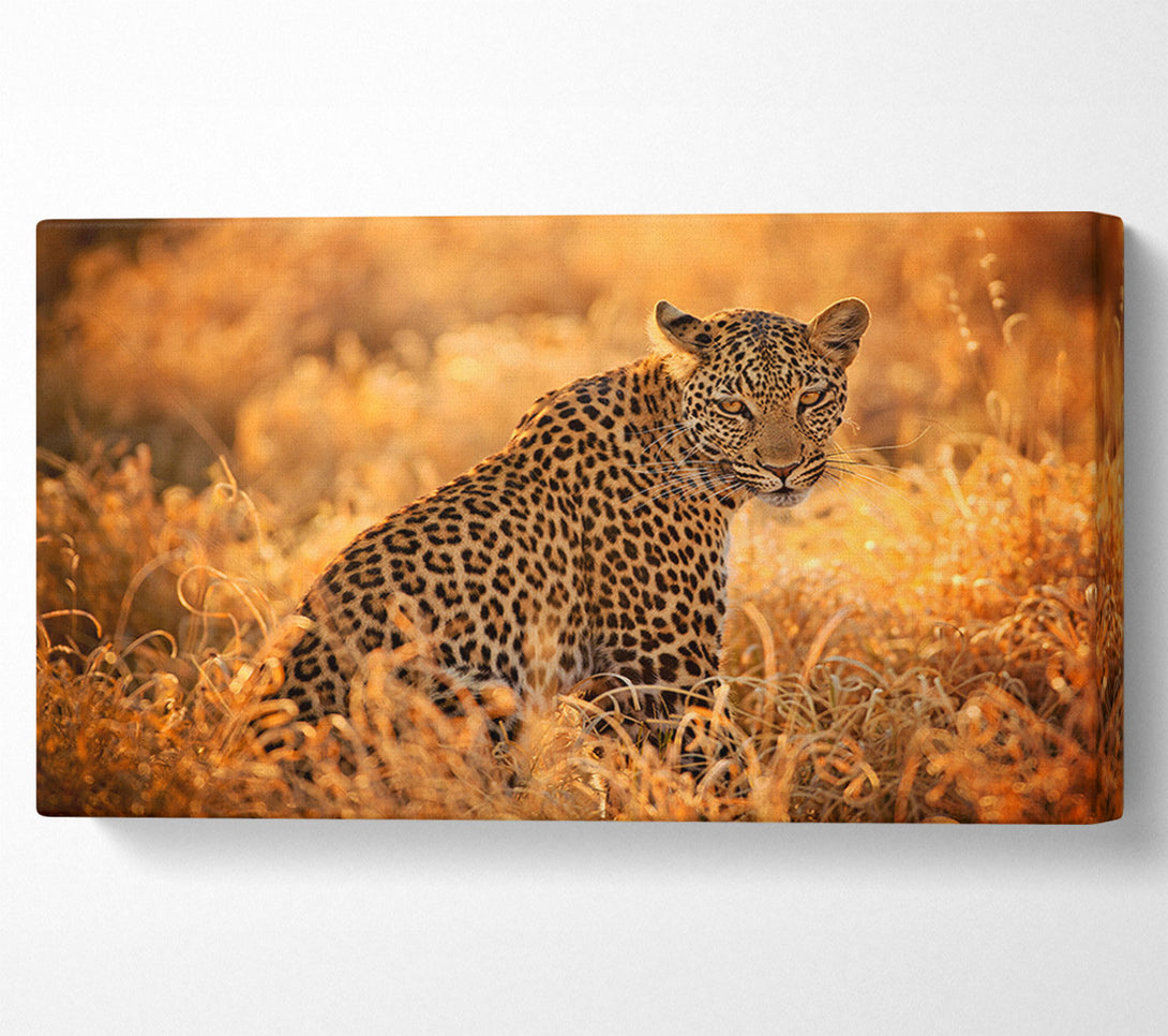  A Canvas Print of Leopard Sunset Canvas Art