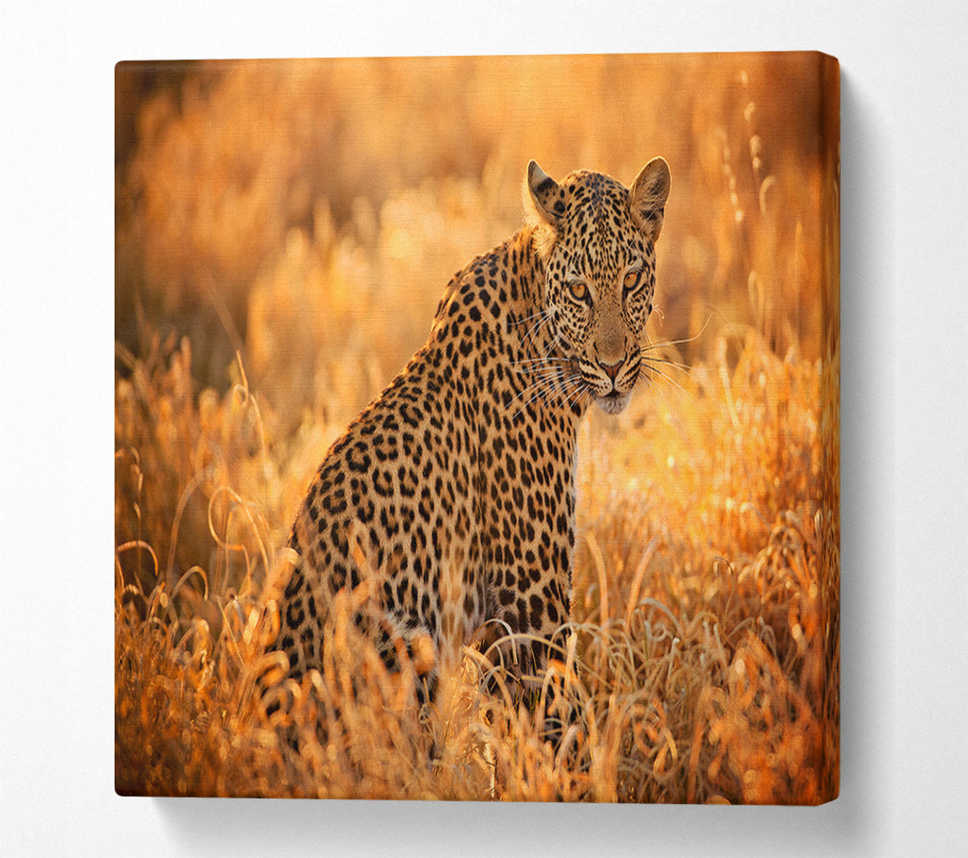  A Canvas Print of Leopard Sunset Canvas Art