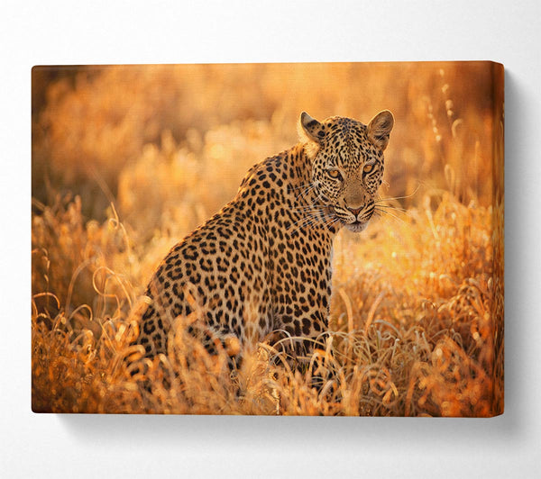  A Canvas Print of Leopard Sunset Canvas Art