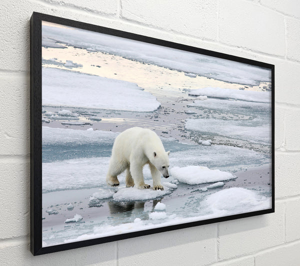Polar Bear Iceburg
